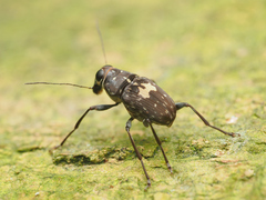 Litocerus