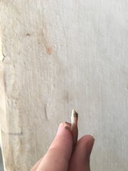 Hemidactylus parvimaculatus