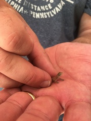 Hemidactylus parvimaculatus