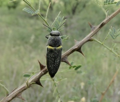 Dicercini