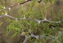 Vachellia schottii