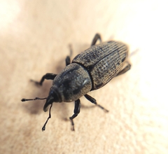 Sphenophorus venatus