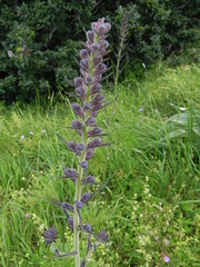 Delphinium fissum