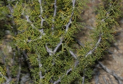 Vachellia schottii