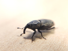 Sphenophorus venatus