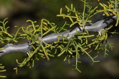 Vachellia schottii