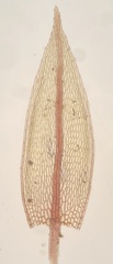 Ptychostomum rubens