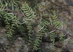 Vachellia constricta