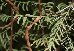 Vachellia constricta
