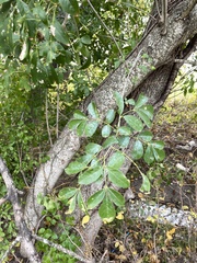 Fraxinus berlandieriana