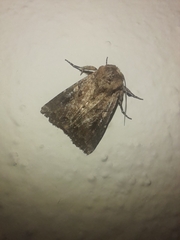 Mythimna languida