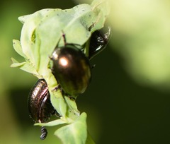 Chrysolina hyperici
