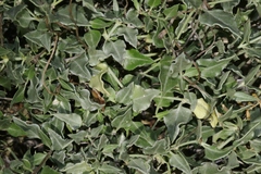 Acleisanthes longiflora