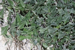 Acleisanthes longiflora