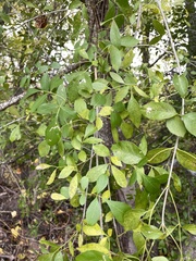 Fraxinus berlandieriana