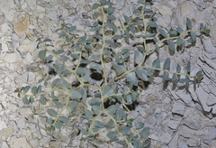 Euphorbia perennans