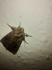 Mythimna languida