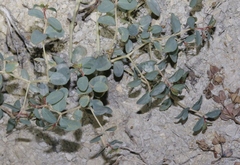 Euphorbia perennans