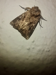 Mythimna languida