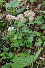 Micranthes manchuriensis
