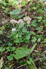 Micranthes manchuriensis