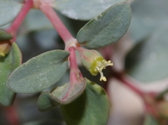 Euphorbia perennans