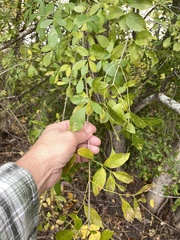 Fraxinus berlandieriana