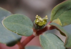 Euphorbia perennans