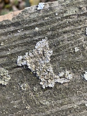 Physconia enteroxantha