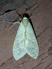 Lophocampa
