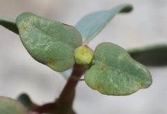 Euphorbia perennans