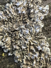 Physconia enteroxantha