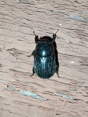 Euetheola