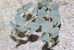 Euphorbia perennans