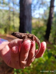 Anolis nebulosus