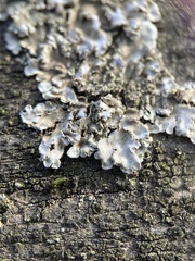 Physconia enteroxantha