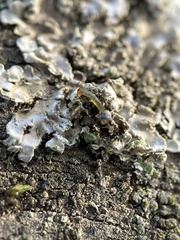 Physconia enteroxantha