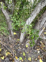 Fraxinus berlandieriana