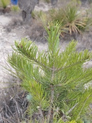 Pinus cembroides