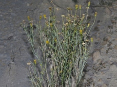 Porophyllum scoparium