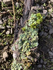 Physconia enteroxantha