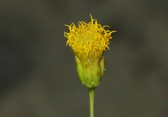 Porophyllum scoparium