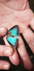 Pseudolycaena damo