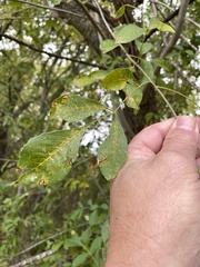 Fraxinus berlandieriana
