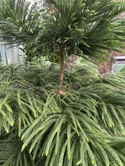 Eutacta