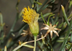Porophyllum scoparium
