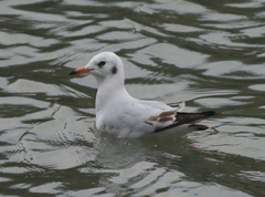 Chroicocephalus ridibundus