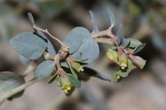 Euphorbia perennans