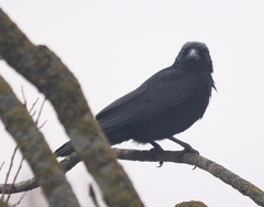 Corvus corone