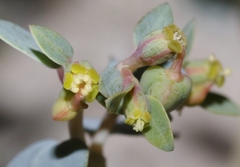 Euphorbia perennans